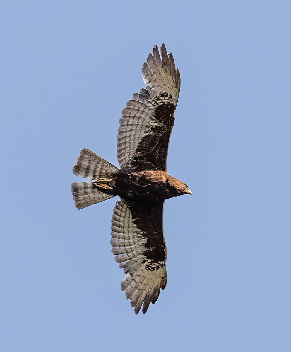 Broad-winged Hawk - Claude Garand