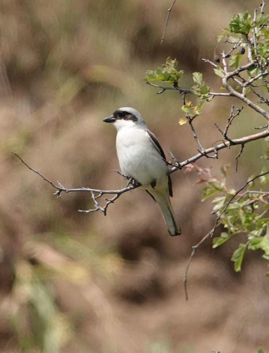 Lesser Gray Shrike - Martin Pitt