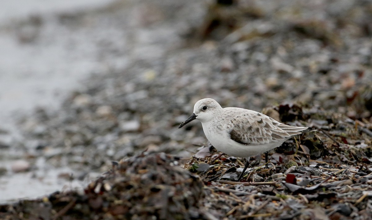 Bécasseau sanderling - ML57748441