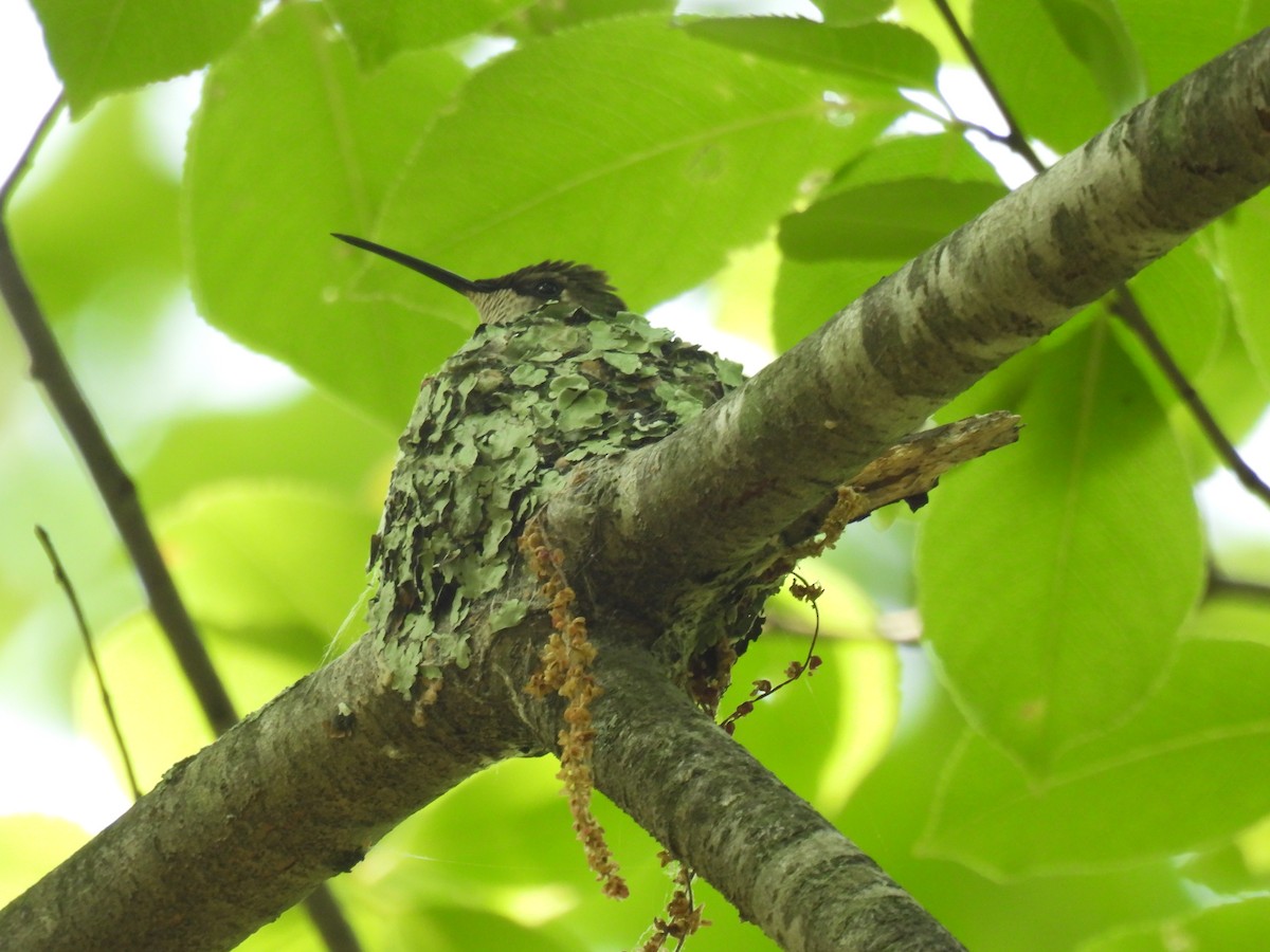 Colibrí Gorjirrubí - ML577484491