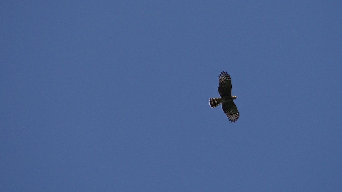 Hook-billed Kite - ML57748481