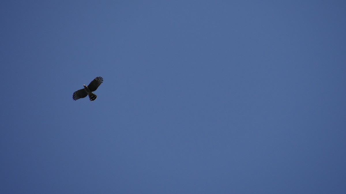 Hook-billed Kite - ML57748491