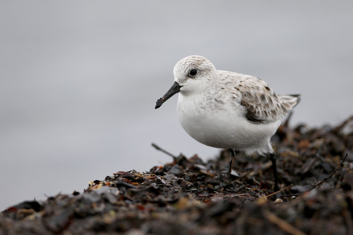 Sanderling - Jay McGowan