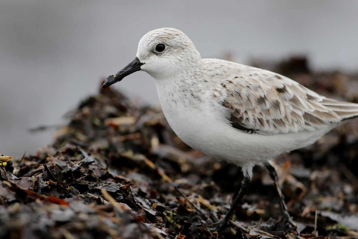 Sanderling - Jay McGowan