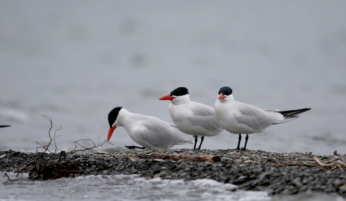 Caspian Tern - Jay McGowan