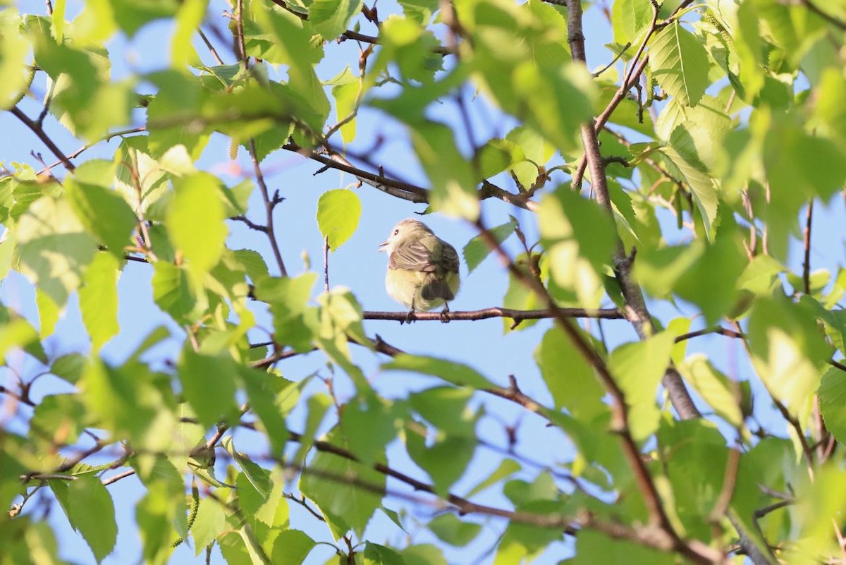 Warbling Vireo (Eastern) - ML577485531