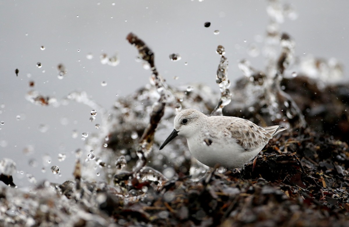 Bécasseau sanderling - ML57748601