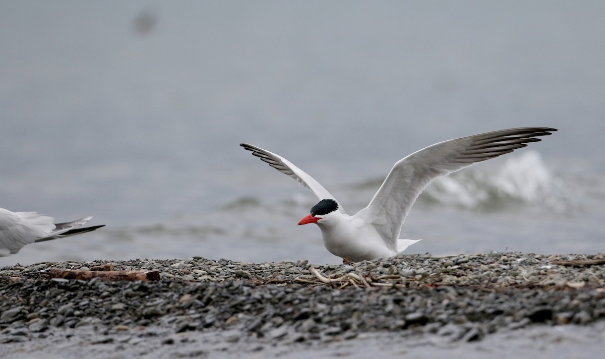 Caspian Tern - Jay McGowan