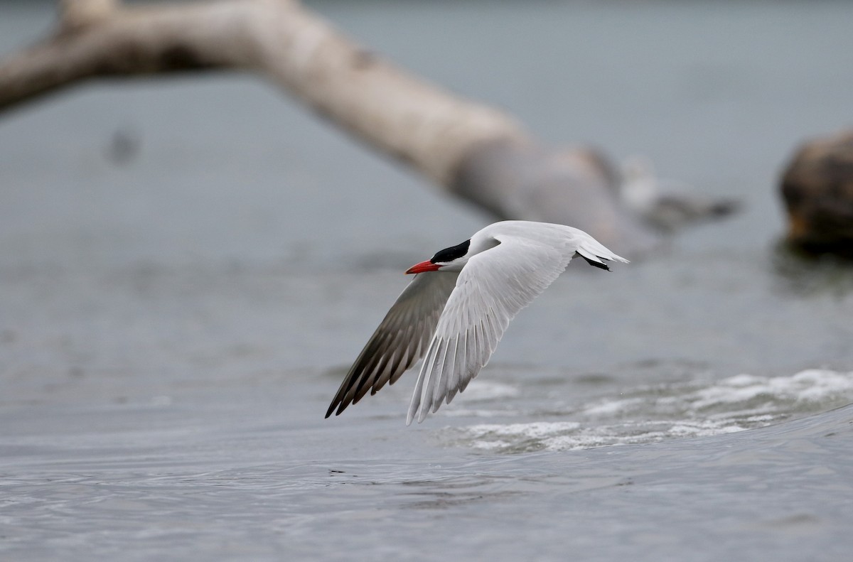 Caspian Tern - Jay McGowan