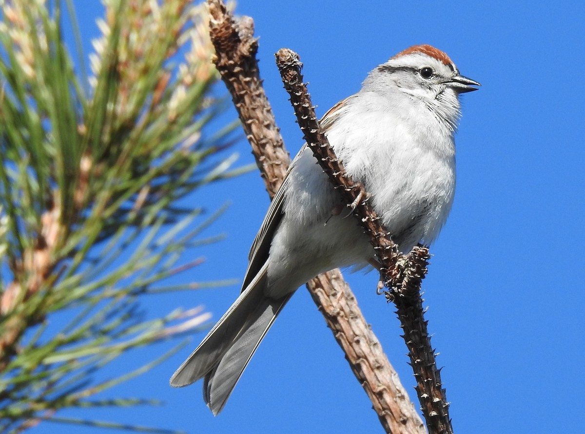 Chipping Sparrow - ML577486871