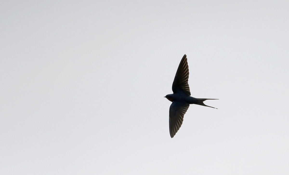 Barn Swallow (American) - Jay McGowan