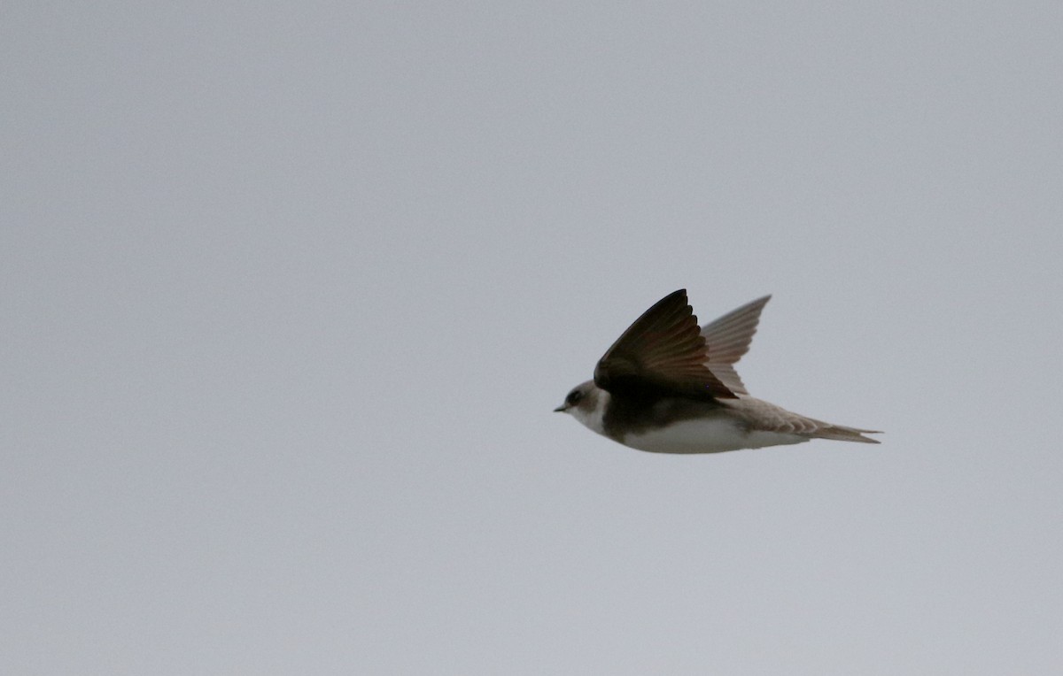 Bank Swallow - Jay McGowan