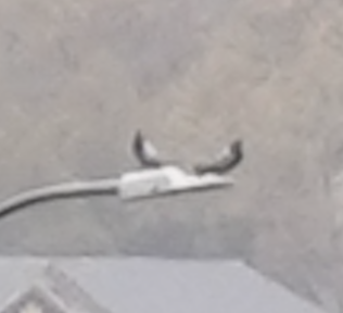 Хөхвөр тагтаа (суурин газрын) - ML577488101