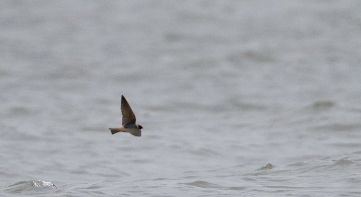 Cliff Swallow (pyrrhonota Group) - Jay McGowan