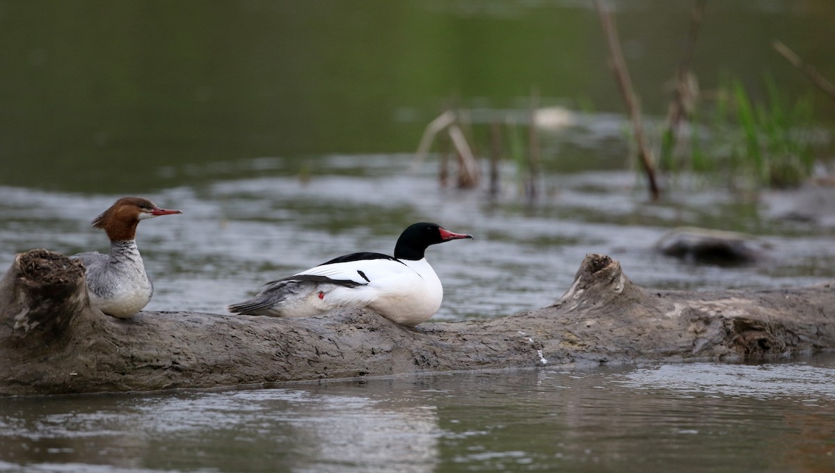 Common Merganser (North American) - Jay McGowan