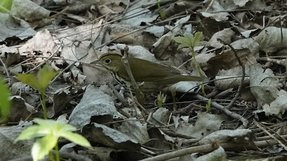 Ovenbird - ML577489961