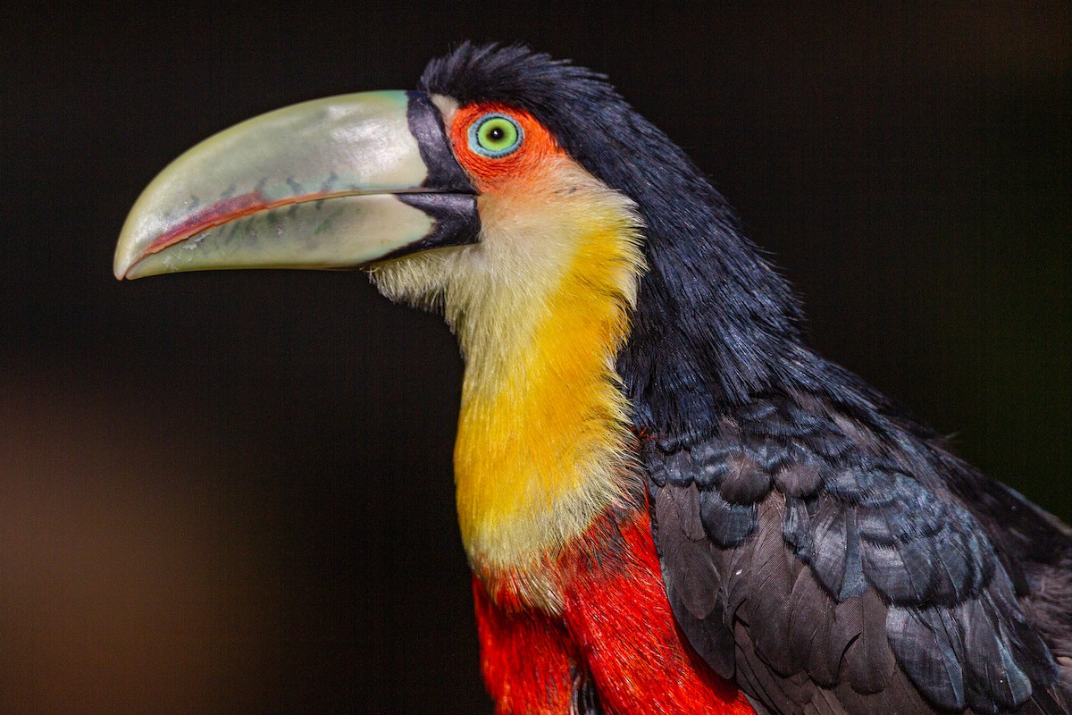Red-breasted Toucan - ML577492191