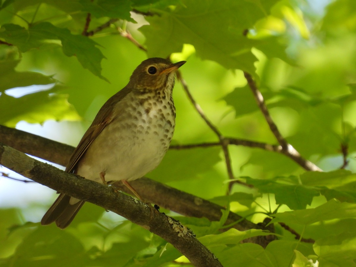 Swainson's Thrush - ML577494611