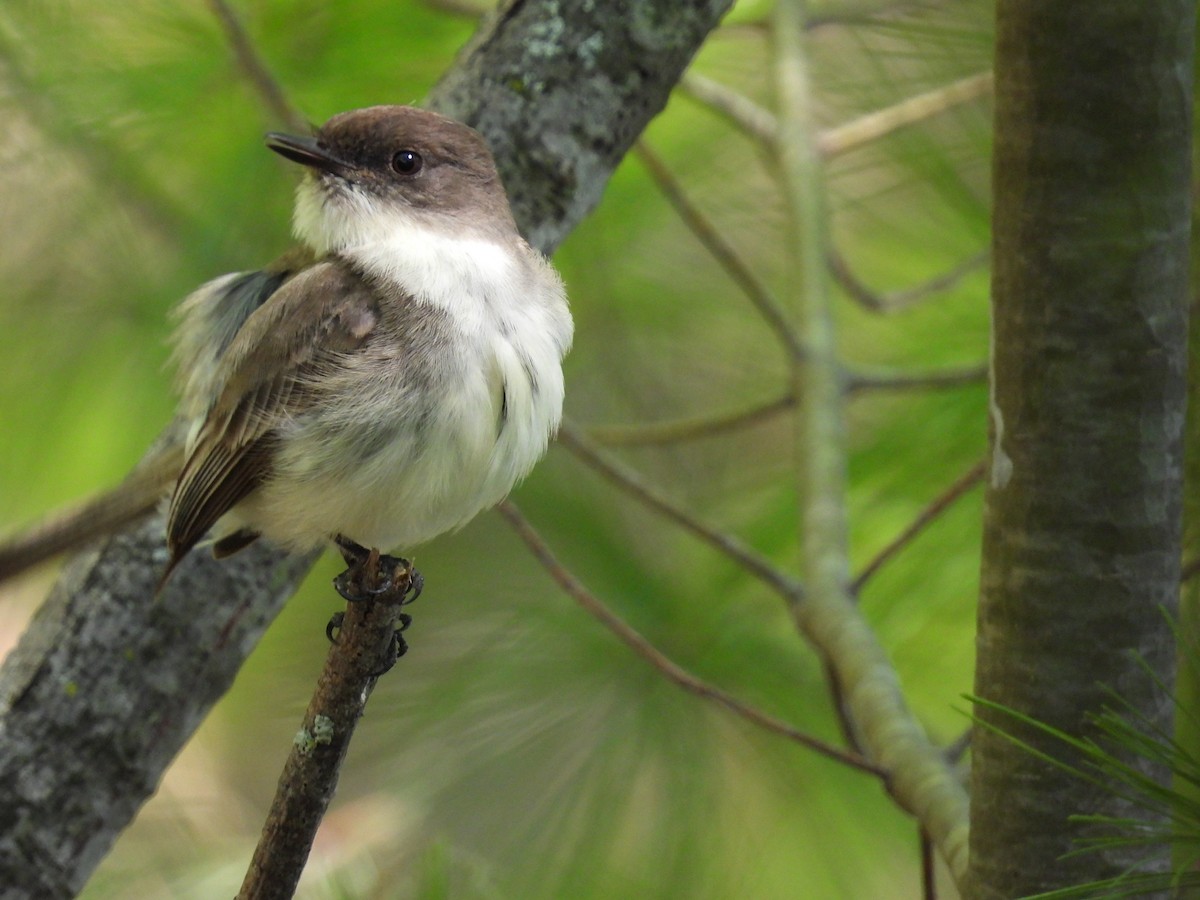 Eastern Phoebe - ML577494931