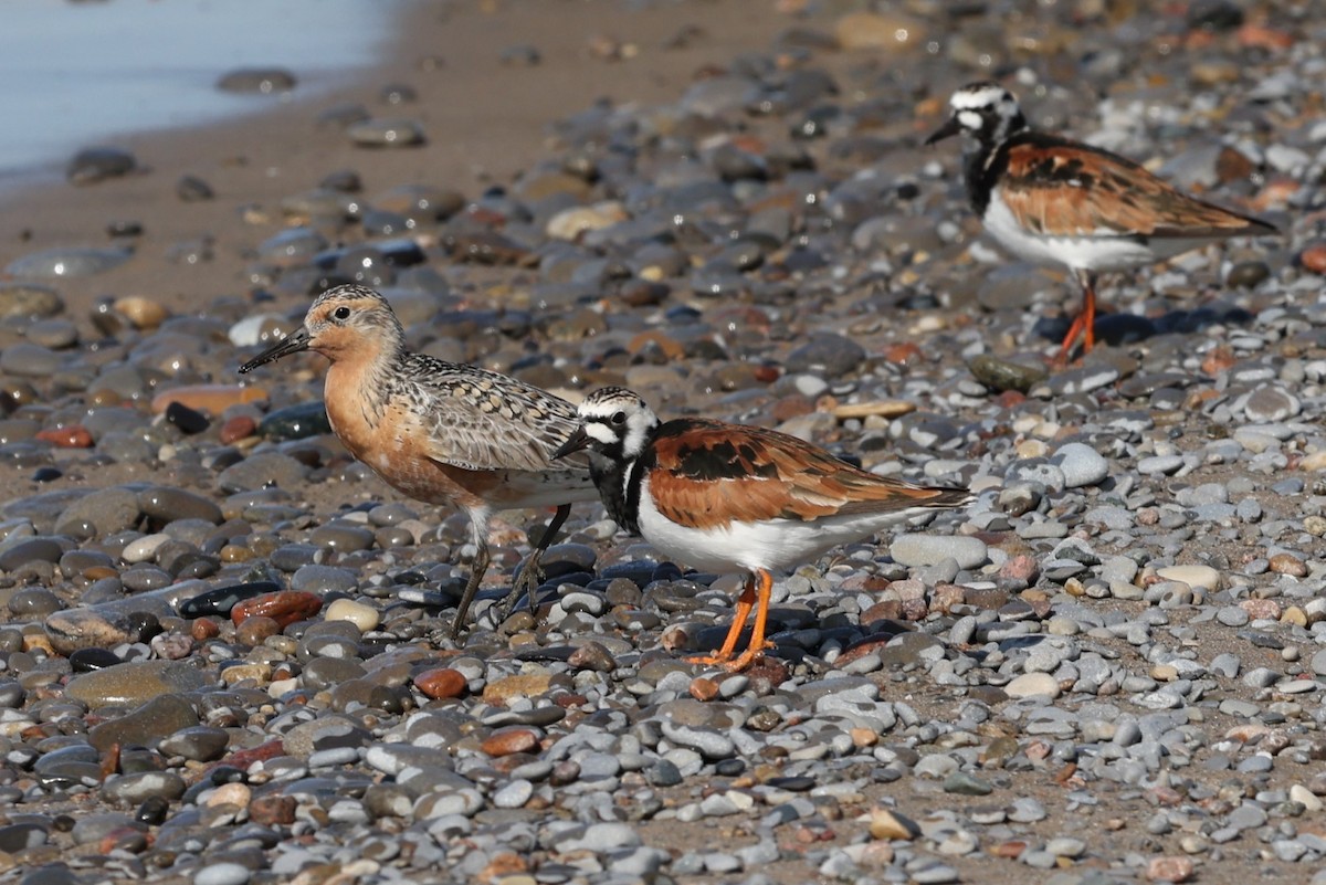 Red Knot - ML577495011