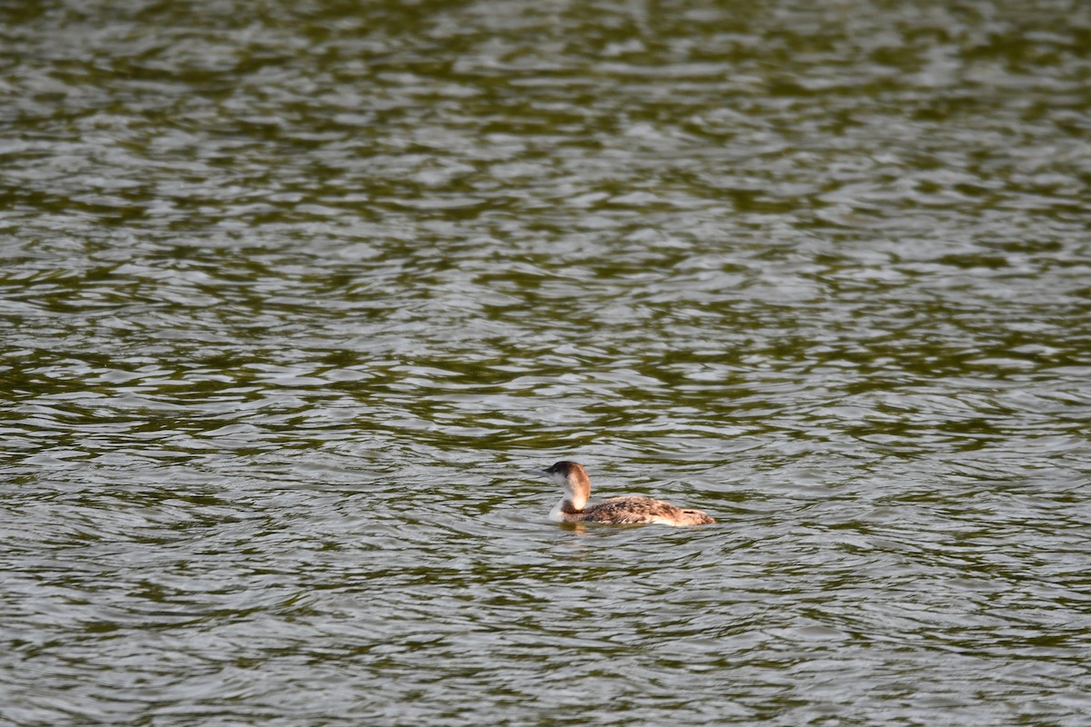 Plongeon huard - ML577495111