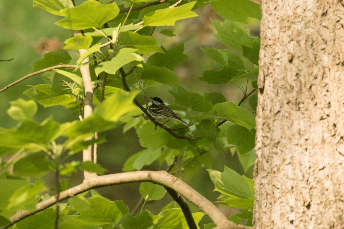 Blackpoll Warbler - Megan Kasprzak