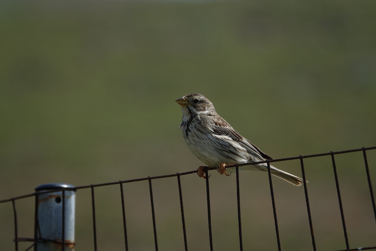 Corn Bunting - ML577496931