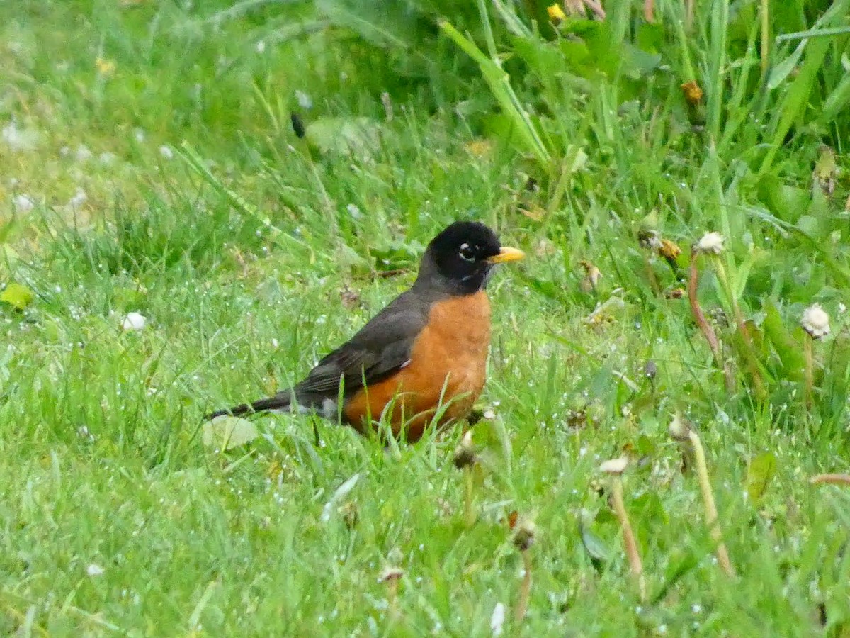 American Robin - Kathy Woolsey