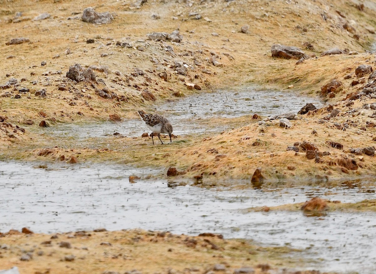 Little Stint - ML577500281