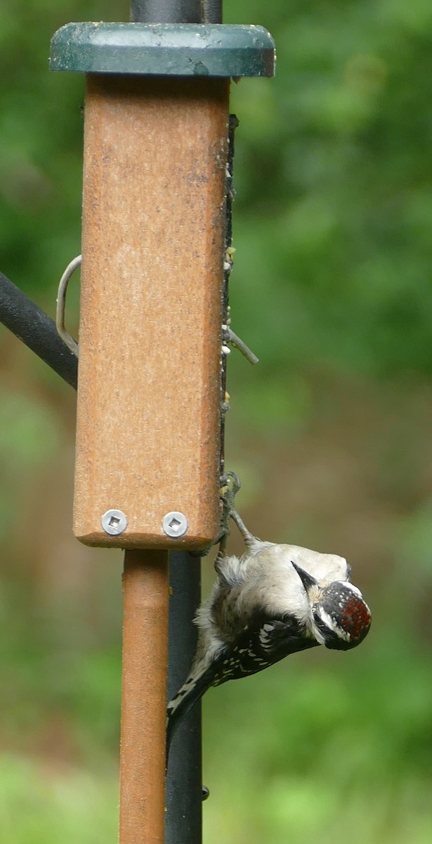 Downy Woodpecker - Adelle Frank