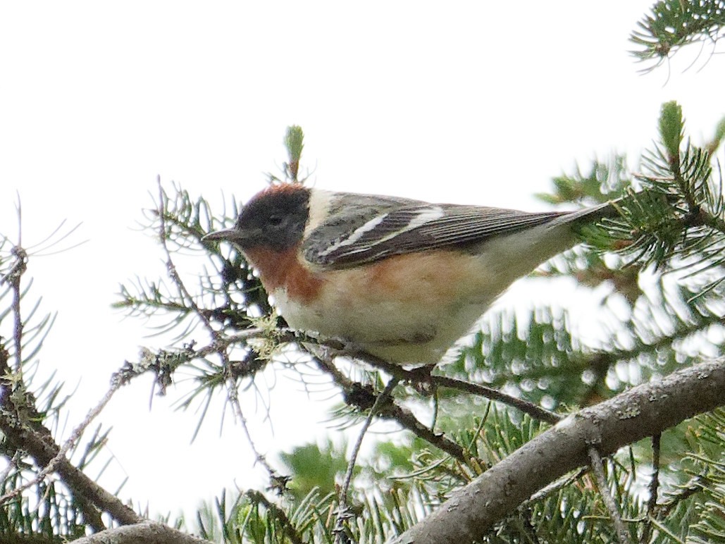 Bay-breasted Warbler - ML577502221