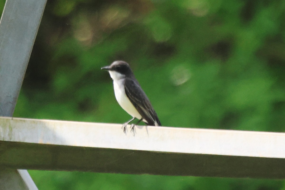 Eastern Kingbird - ML577502261