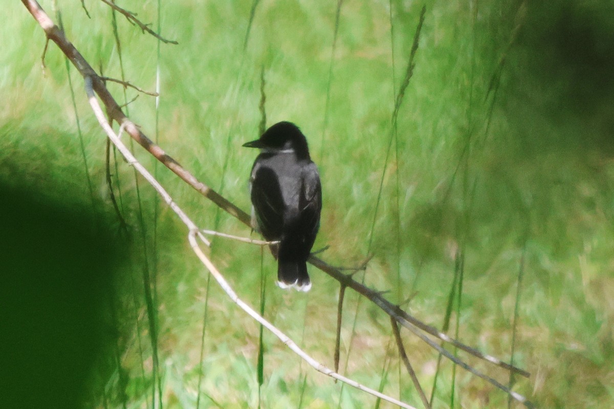 Eastern Kingbird - Vern Bothwell