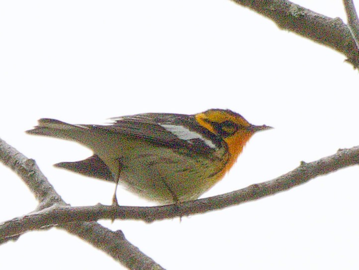 Blackburnian Warbler - ML577502331