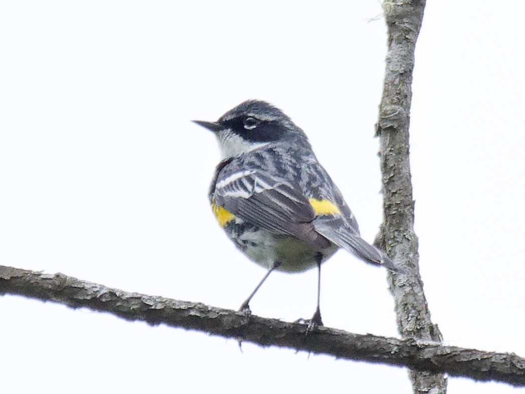 Yellow-rumped Warbler - ML577502371