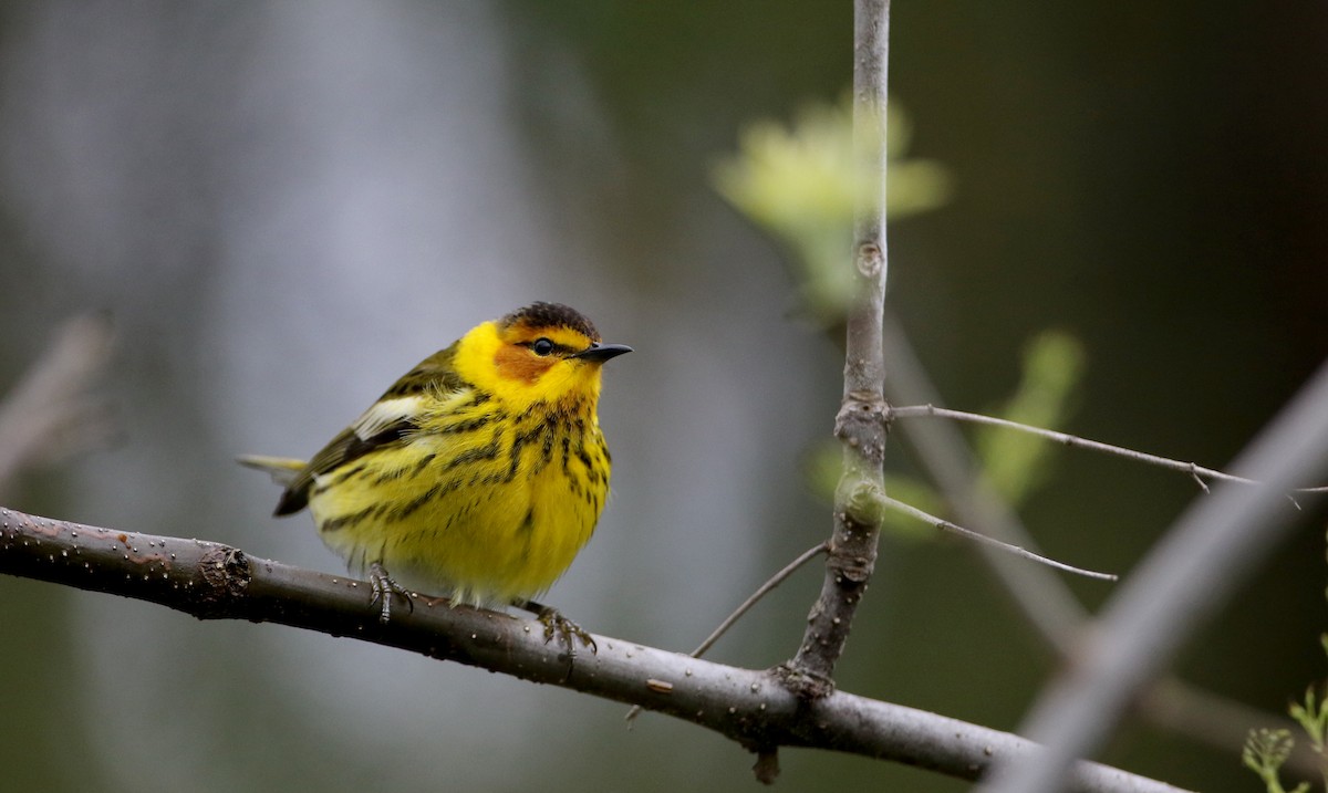 Cape May Warbler - ML57750351