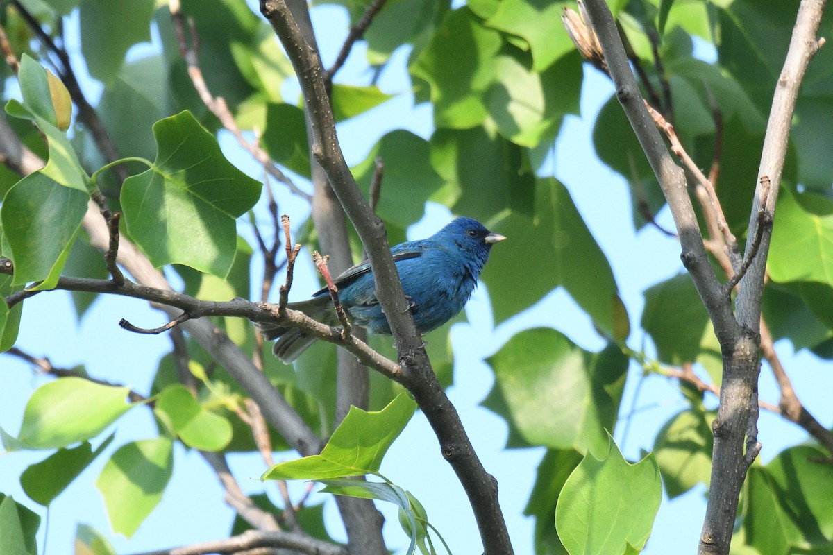 Indigo Bunting - ML577503831