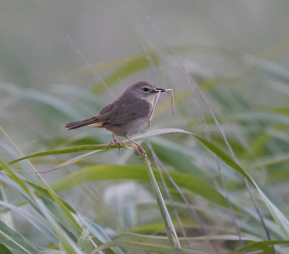 Weidengelbkehlchen - ML577505701