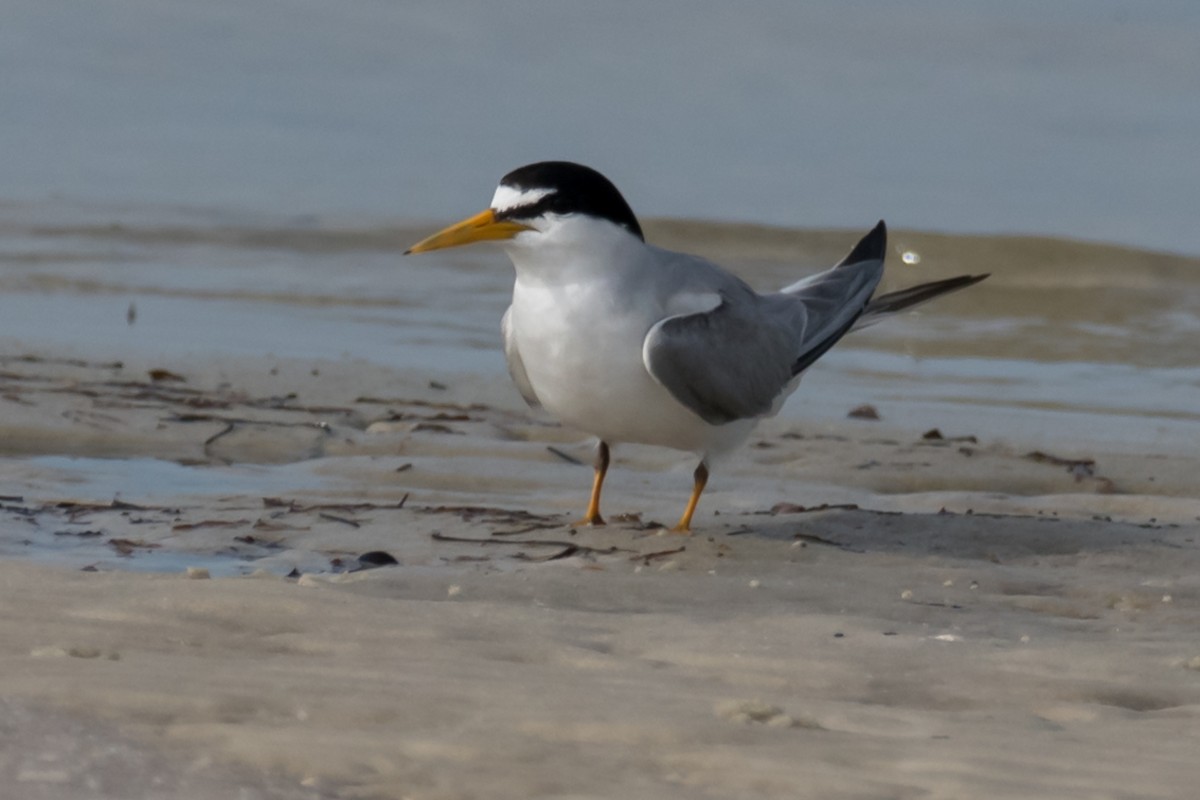 Least Tern - ML577506501