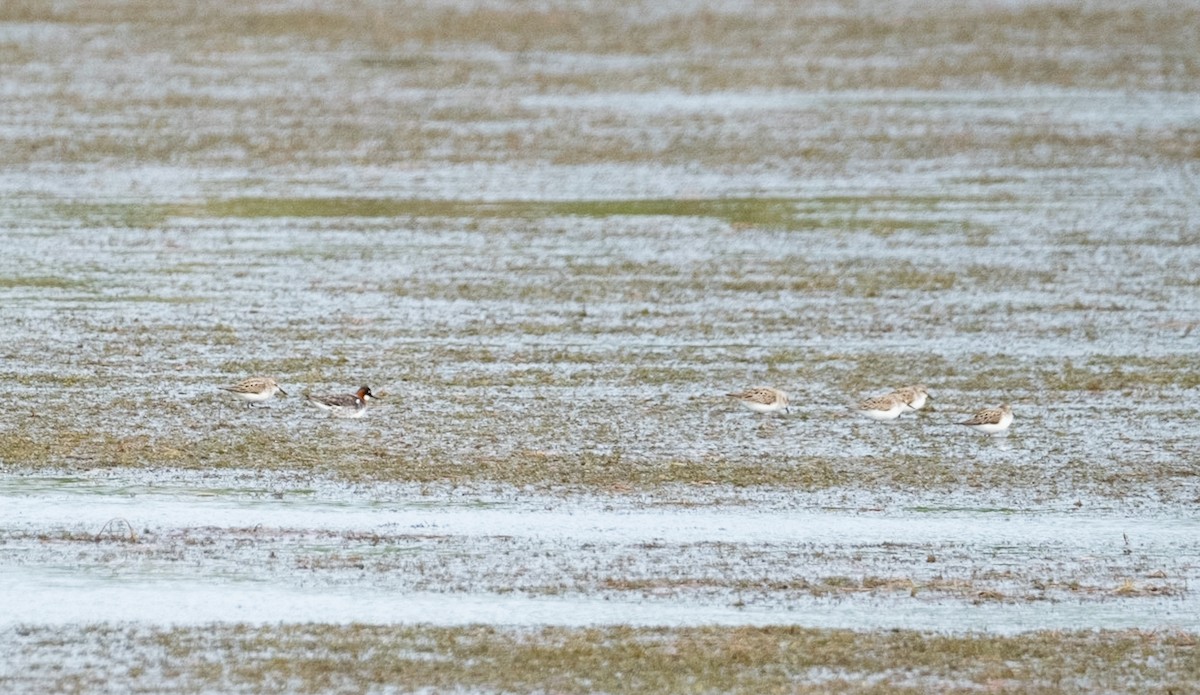 Red-necked Phalarope - ML577506691