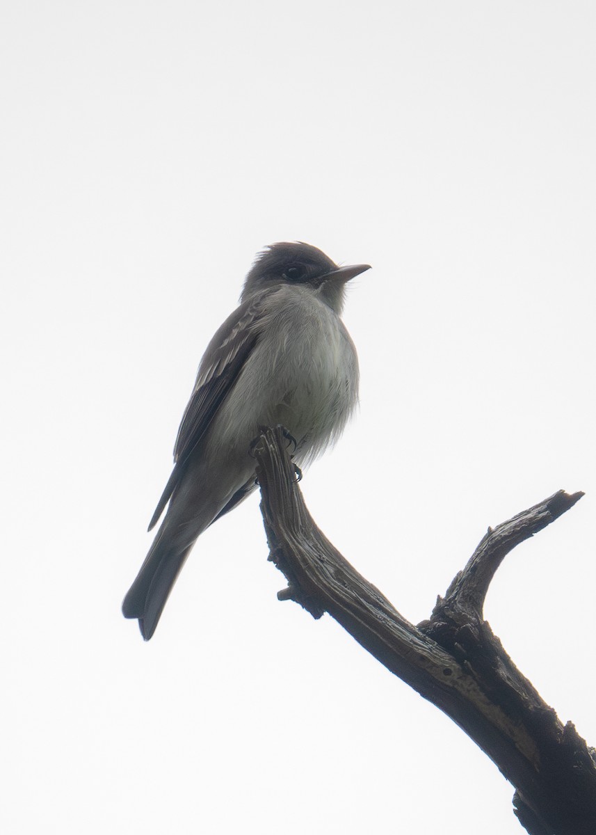 Eastern Wood-Pewee - ML577507261