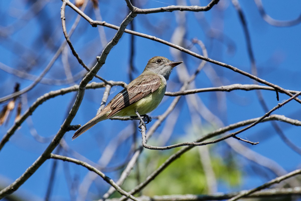 Great Crested Flycatcher - ML577507411