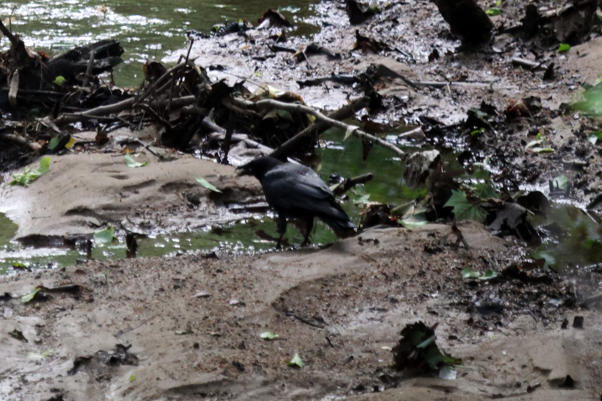 American Crow - Vern Bothwell