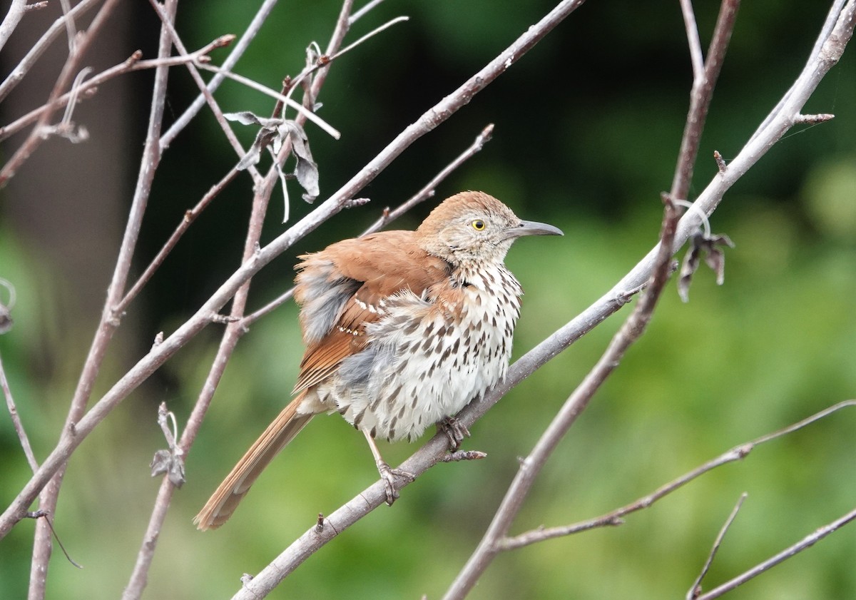 Brown Thrasher - Mark Goodwin