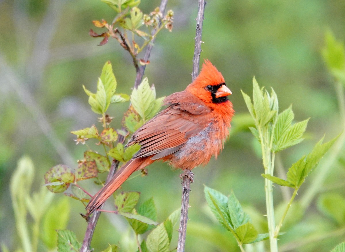 Northern Cardinal - ML577512701