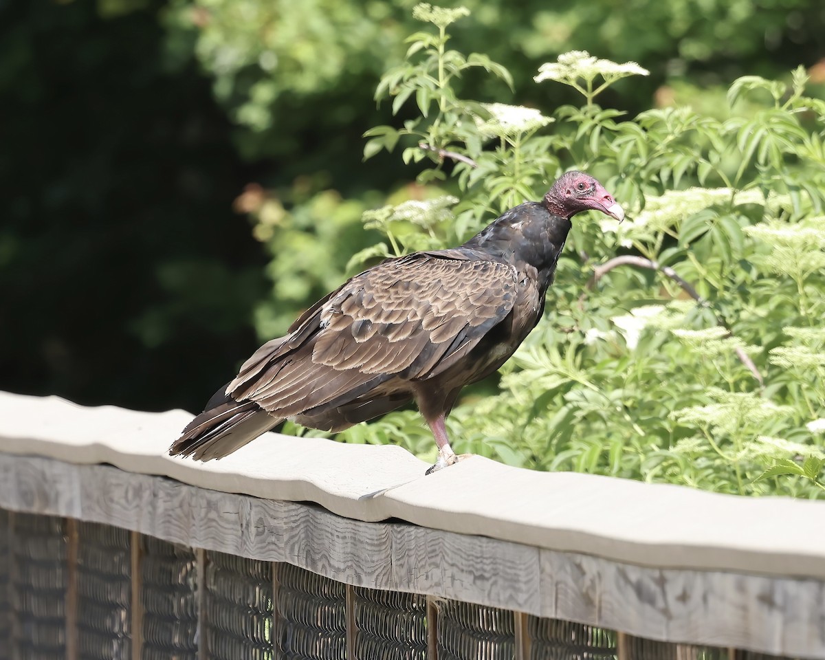 Turkey Vulture - ML577513441