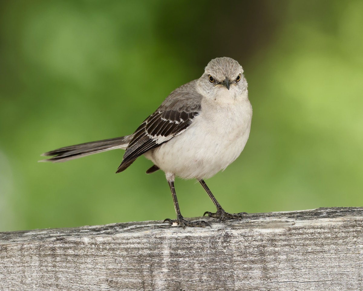 Northern Mockingbird - ML577514001