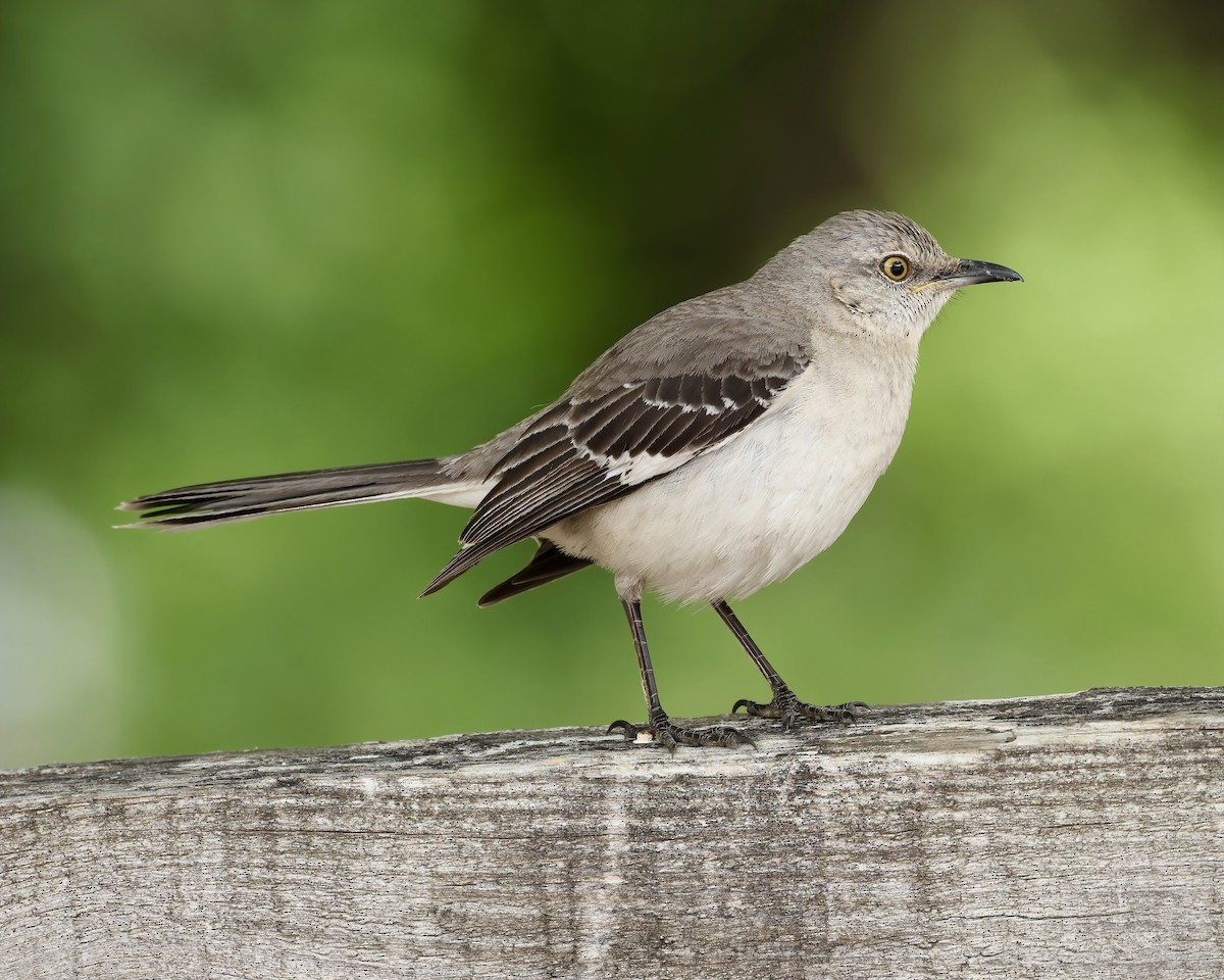 Northern Mockingbird - ML577514011