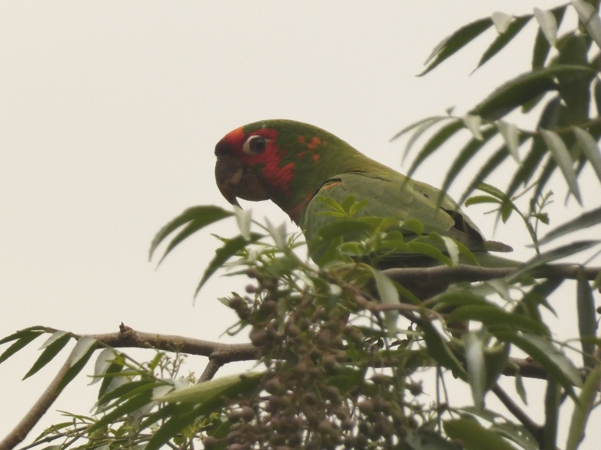 Conure mitrée - ML577514221