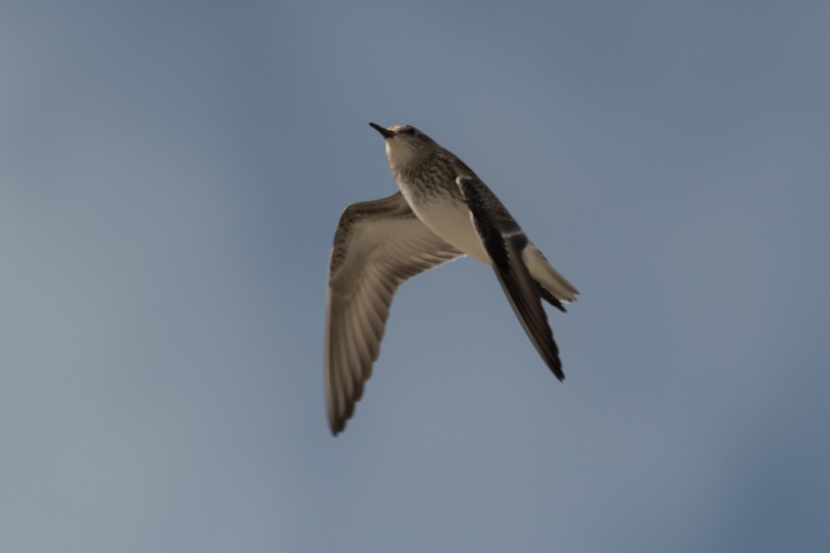 White-rumped Sandpiper - ML577514301